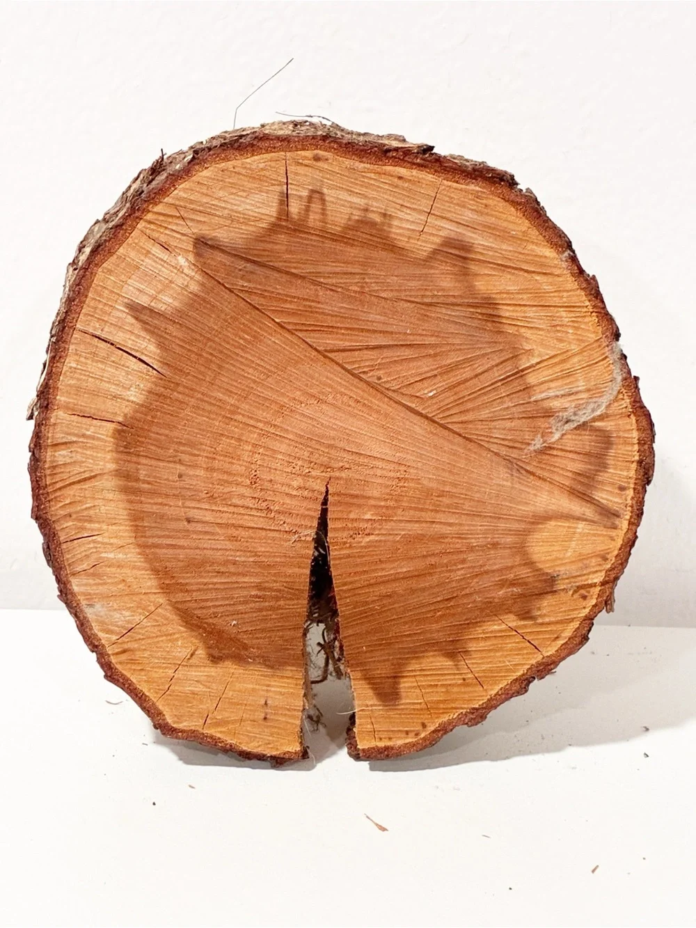 Tree Trunk Skull Snake Moss Decor Rustic Woodsy Cabin 6”